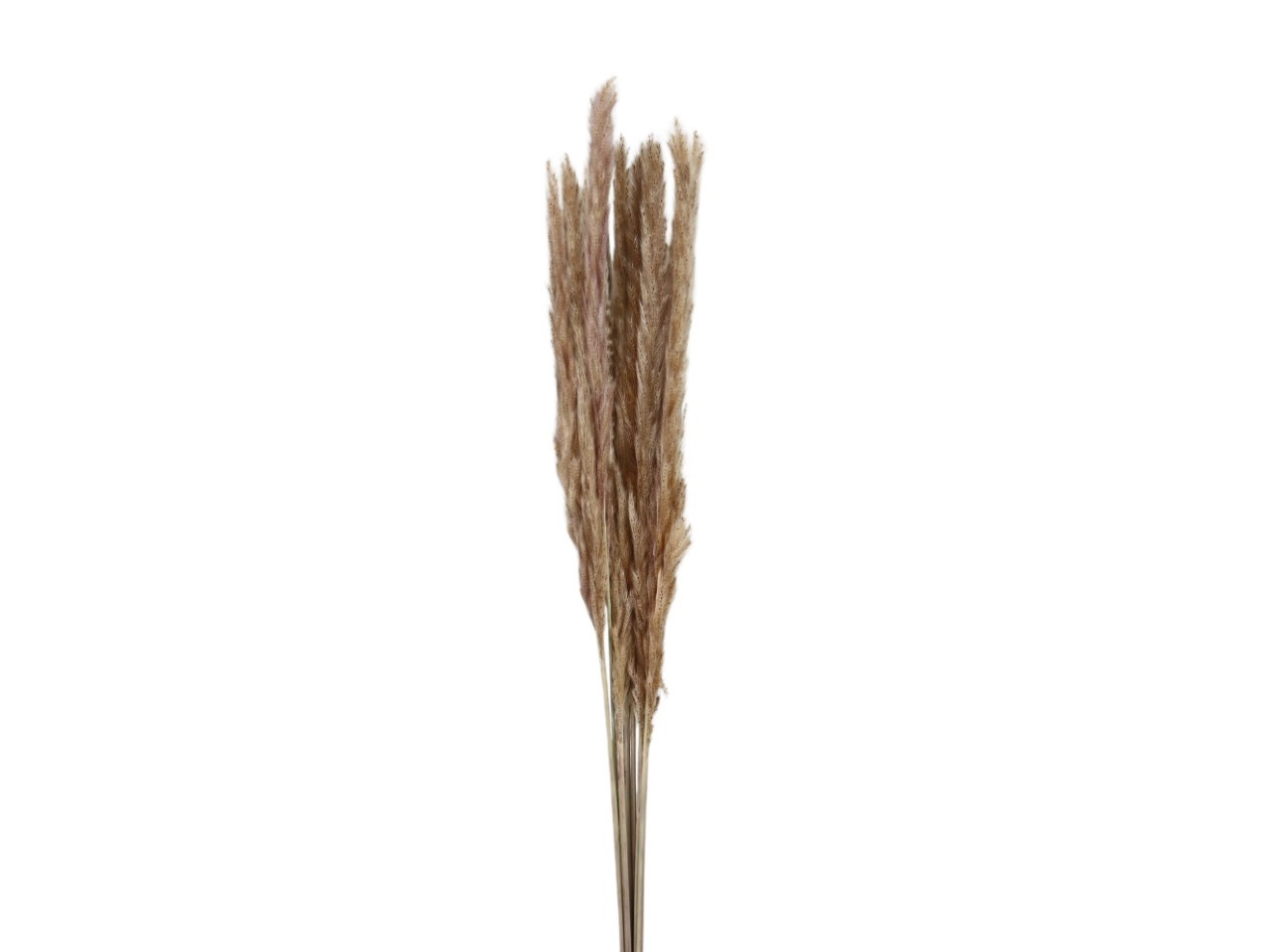 Pampas/Cortaderia 80cm natur
