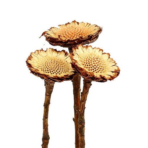 Protea Susanne cream