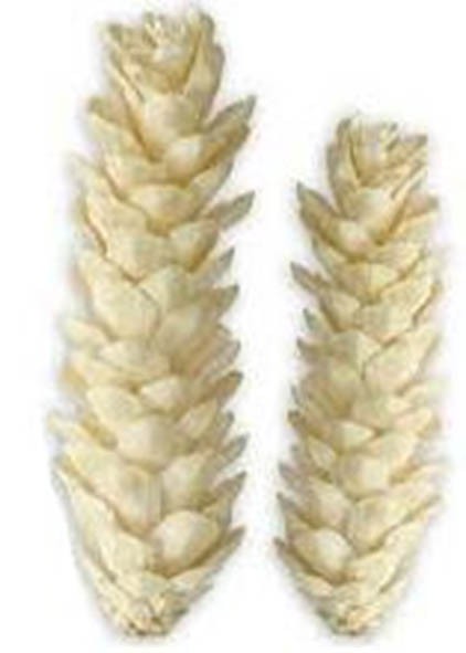 Zapfen Strobus mixed L10/15-15/20cm gebleicht