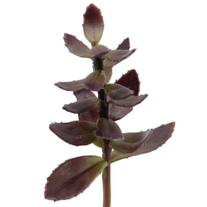 Kalanchoe 28 cm burgund Kalanchoe 28 cm burgund