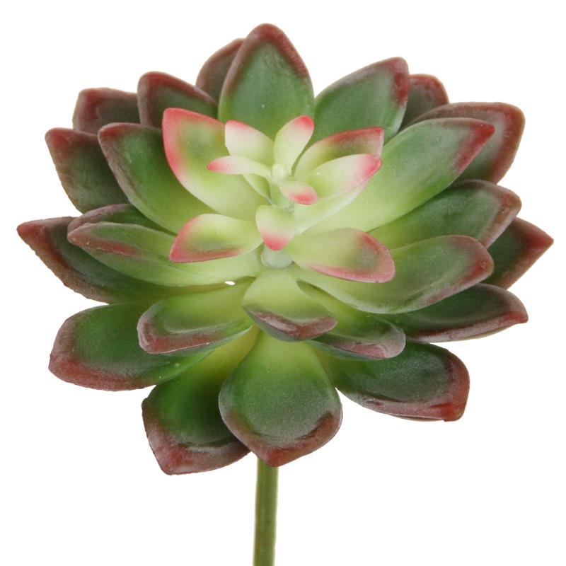 Echeveria 10x11 cm rosa-burgund Echeveria 10x11 cm rosa-burgund