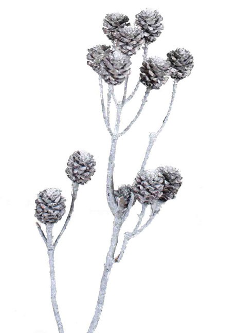 Salignum 4-6 Köpfe white washed