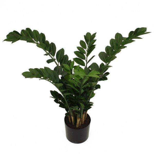 Topfpflanze Zamioculca 90cm grün