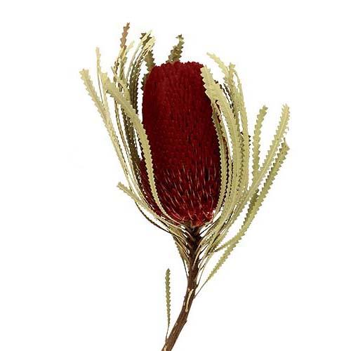 Banksia Hookerana D7-8 H12 L30cm dunkelrot
