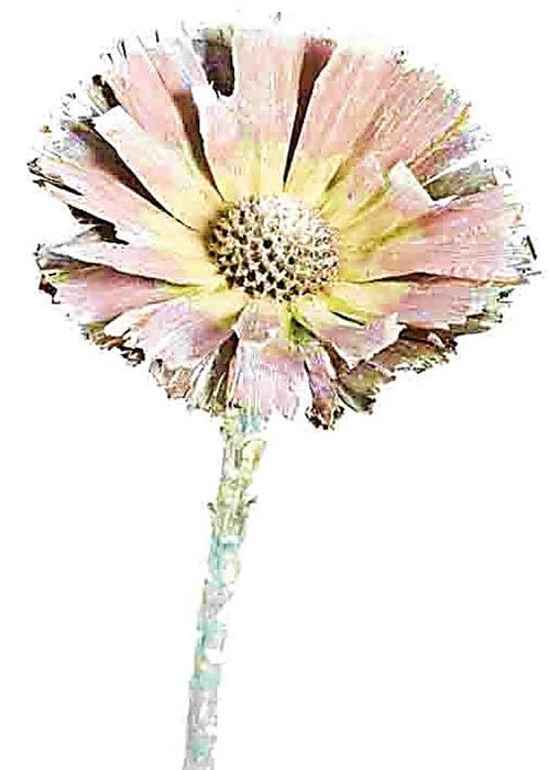 Protea geschnitten mittel D8-9L20-25cm kiwi-grün frosted