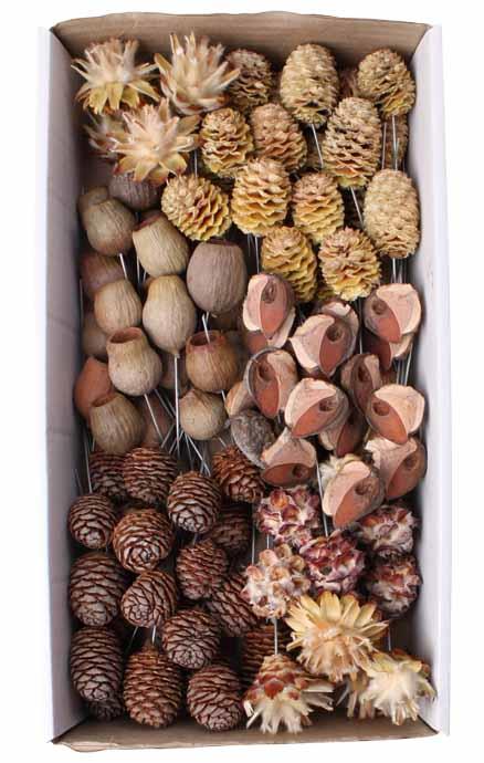 Leucodendron Sortiment am Draht natur