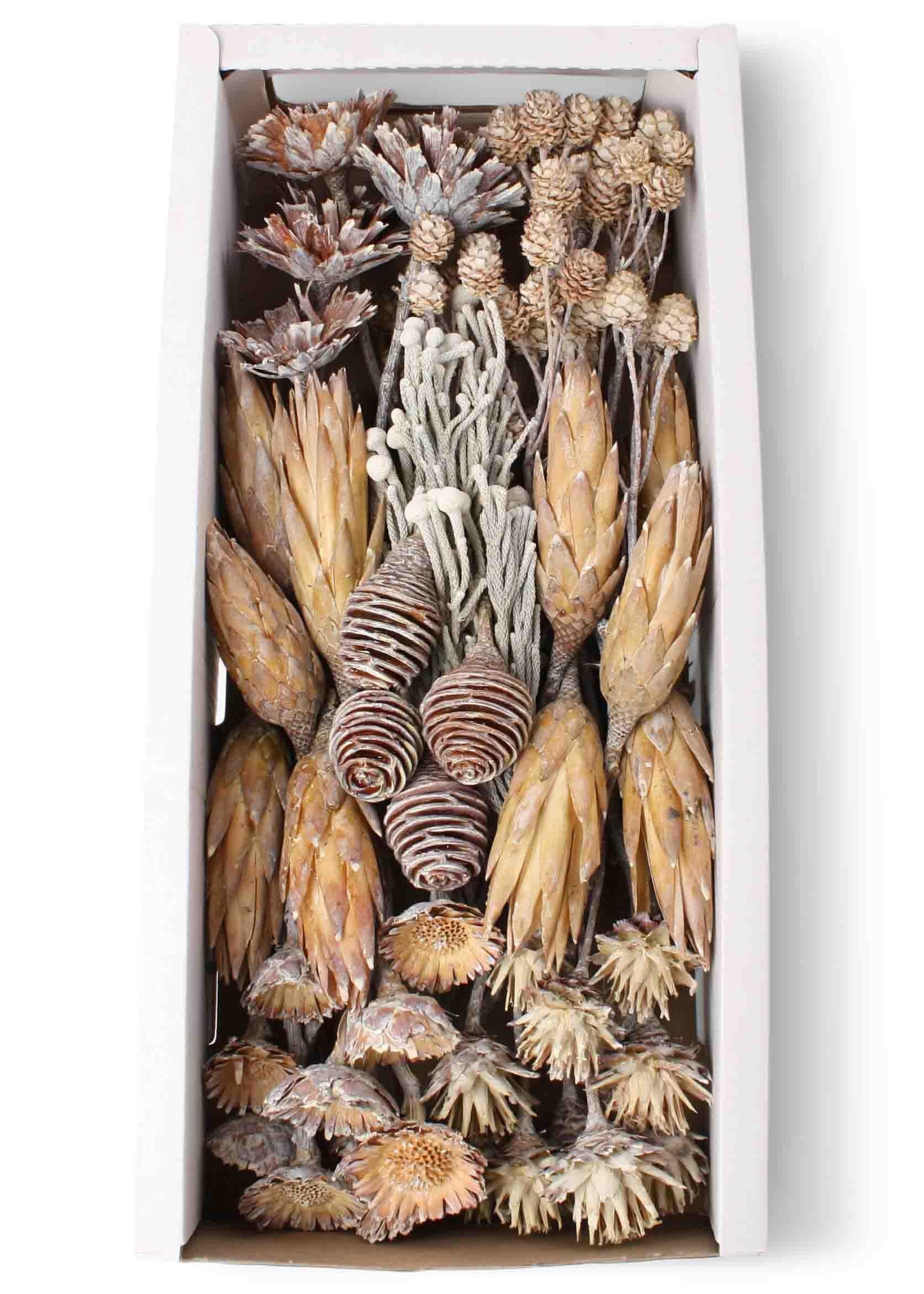 Exotensortiment Afrika white washed 50STÜCK