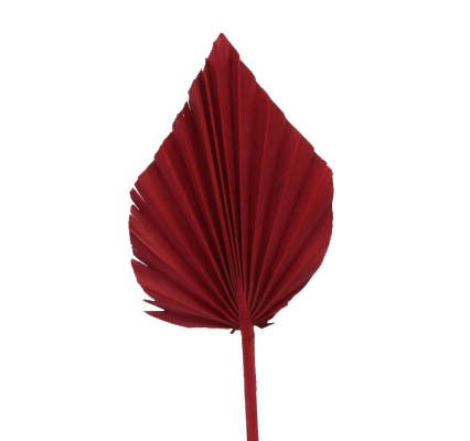 Palmspeer B10 H15 L50cm dunkelrot
