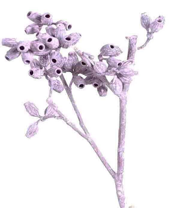 Eucalyptus Cluster Rispe L40-50cm brombeer frosted