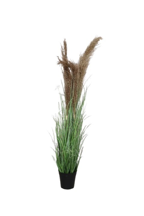 Gras im Topf m. Pampaswedel H86cm