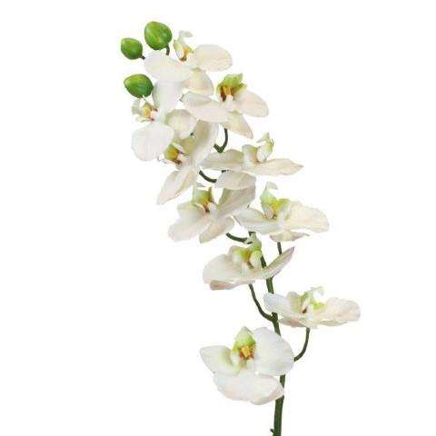 Phalaenopsis 83cm weiss-grün