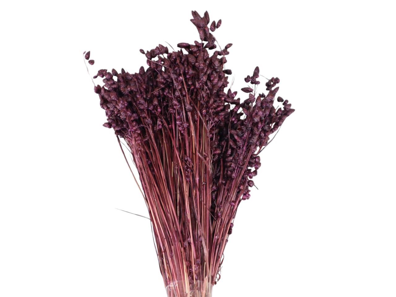 Briza Maxima pflaume 32 100gr.