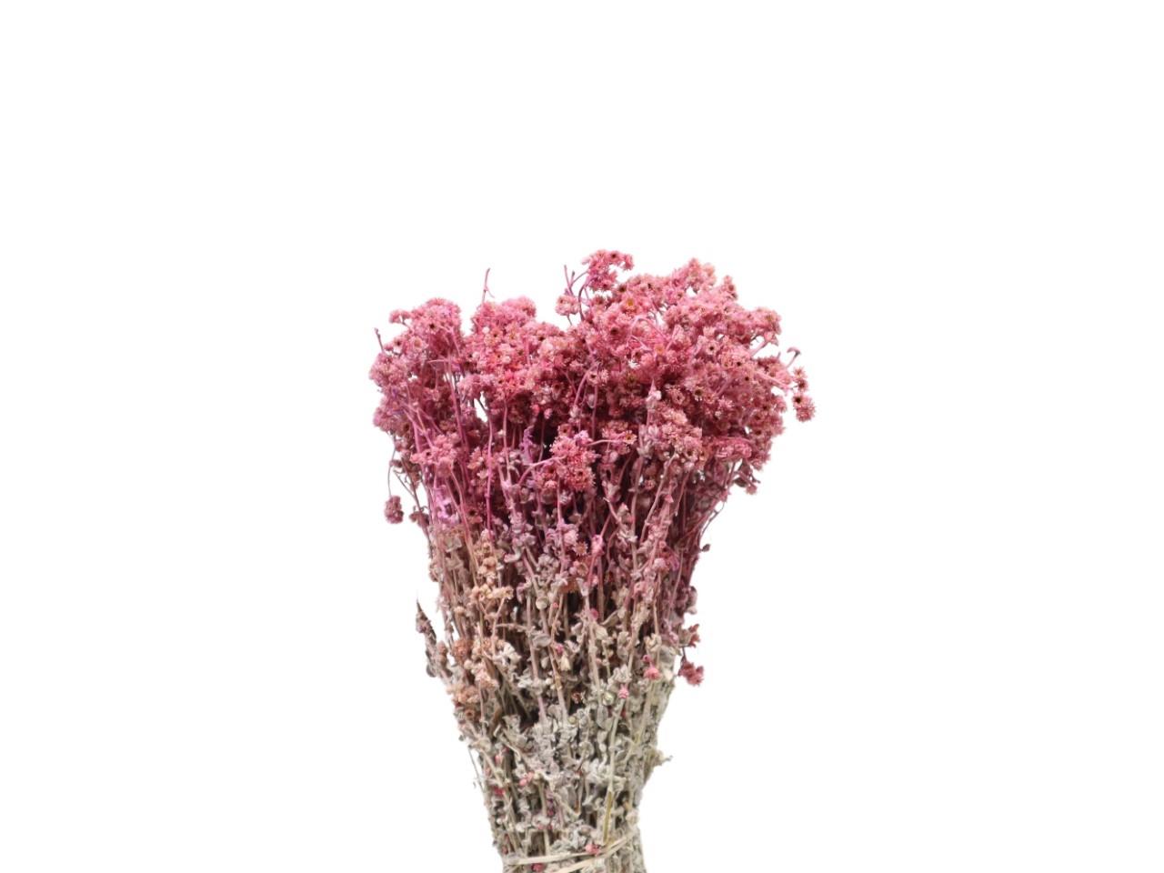 Helichrysum Crispum erika Bund 100gr. Helichrysum Crispum erika Bund 100gr.