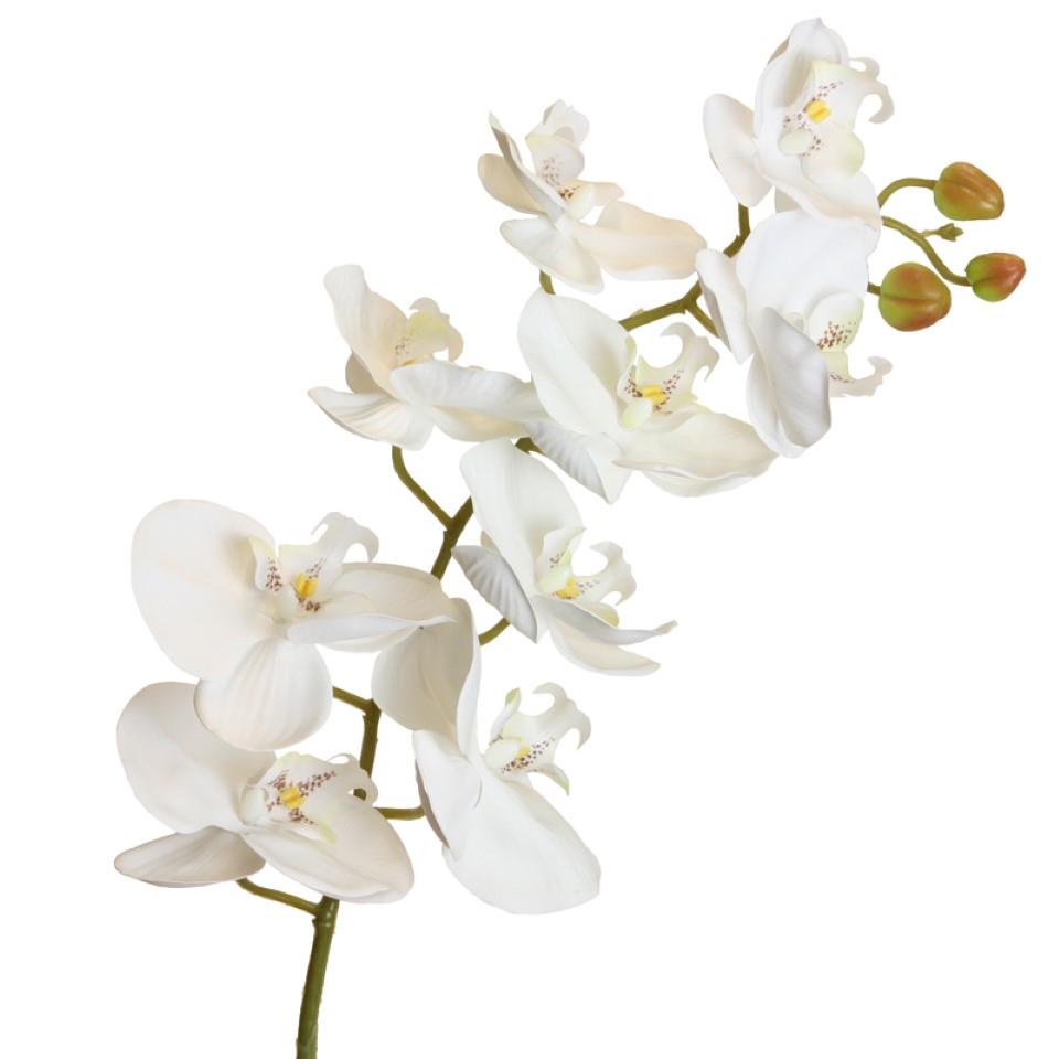 Orchidee Phalaenopsis 100cm weiss Orchidee Phalaenopsis 100cm weiss