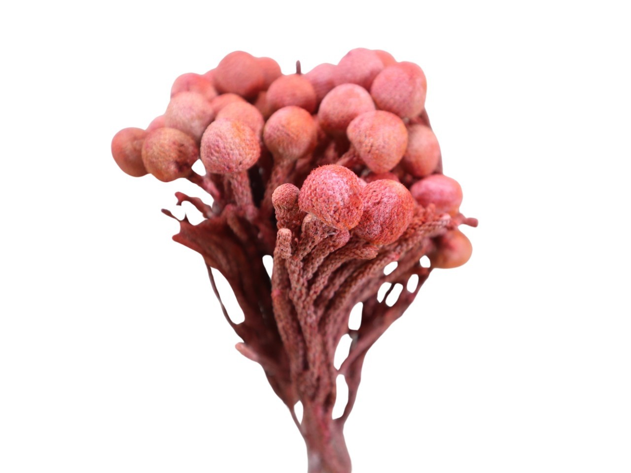 Brunia silver extra rot frosted