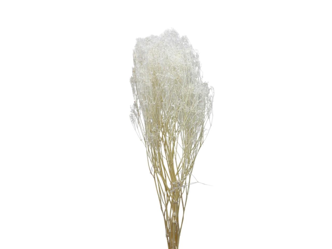 Gypsophila Paniculata weiß 100gr.