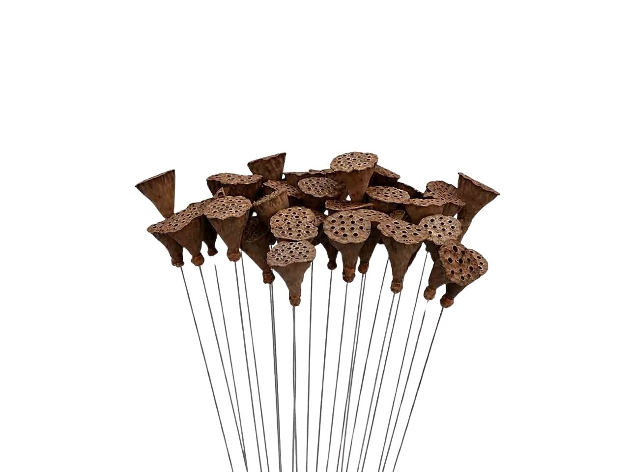 Lotos natur D2-2,5cm am Draht natur