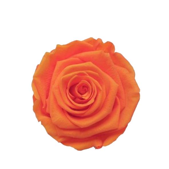 Rose "Extra" stabilisiert Dazzling orange NETTO Rose "Extra" stabilisiert Dazzling orange NETTO