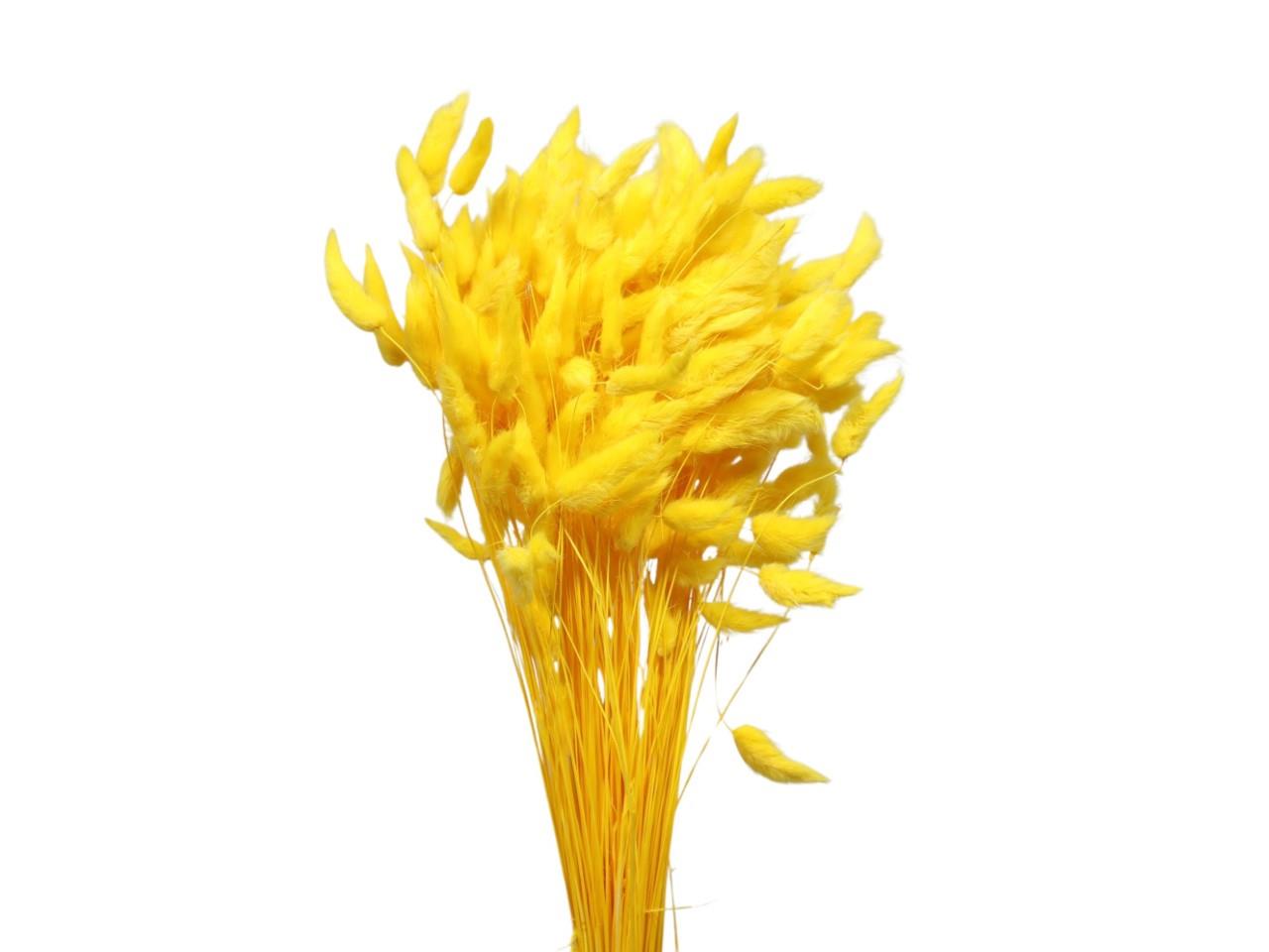 Lagurus goldgelb03 100gr. Lagurus goldgelb03 100gr.