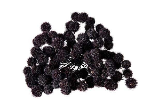 Plantanen Frucht D2,5cm 250gr. schwarz
