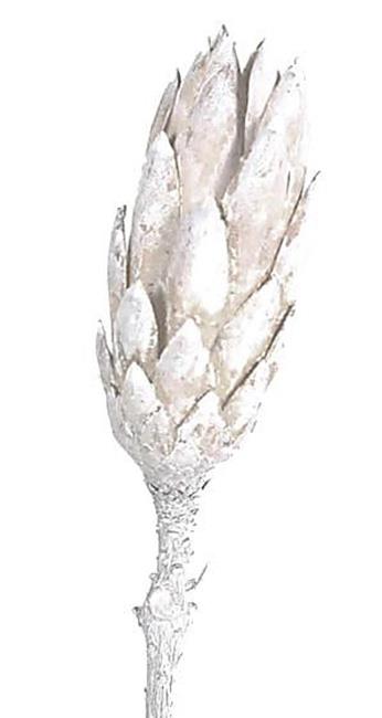 Protea Compacta Repens cream whitewashed