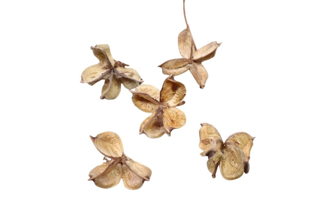 Baumwollkapseln 500gr. natur