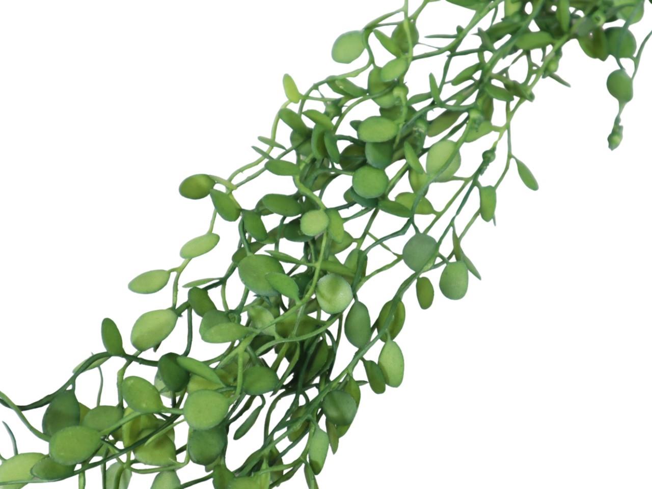 Dischidia hängend grün L80cm Dischidia hängend grün L80cm