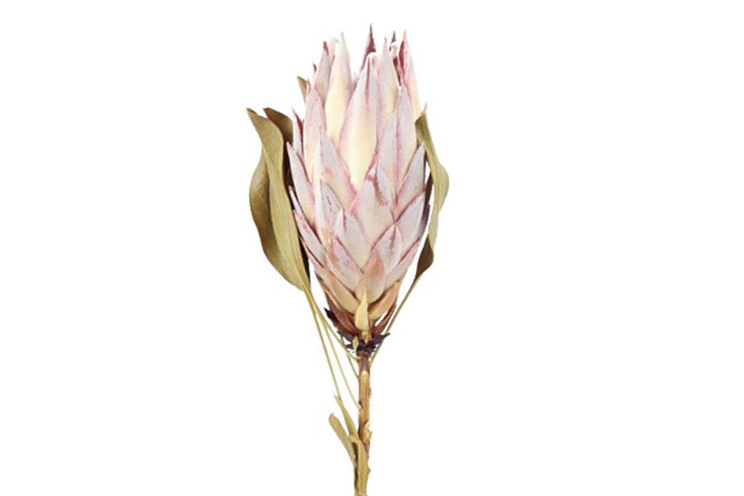 Protea King Kopf D9H13cm Flower pink