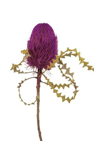 Banksia Speciosa brombeer