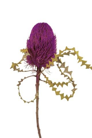 Banksia Speciosa brombeer Banksia Speciosa brombeer