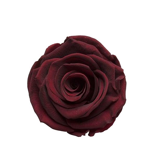Rose "Extra" stabilisiert elegant weinrot NETTO Rose "Extra" stabilisiert elegant weinrot NETTO