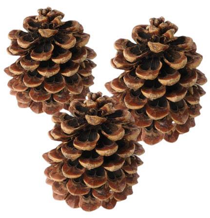 Zapfen Pinus Pinea mittel lackiert Zapfen Pinus Pinea mittel lackiert