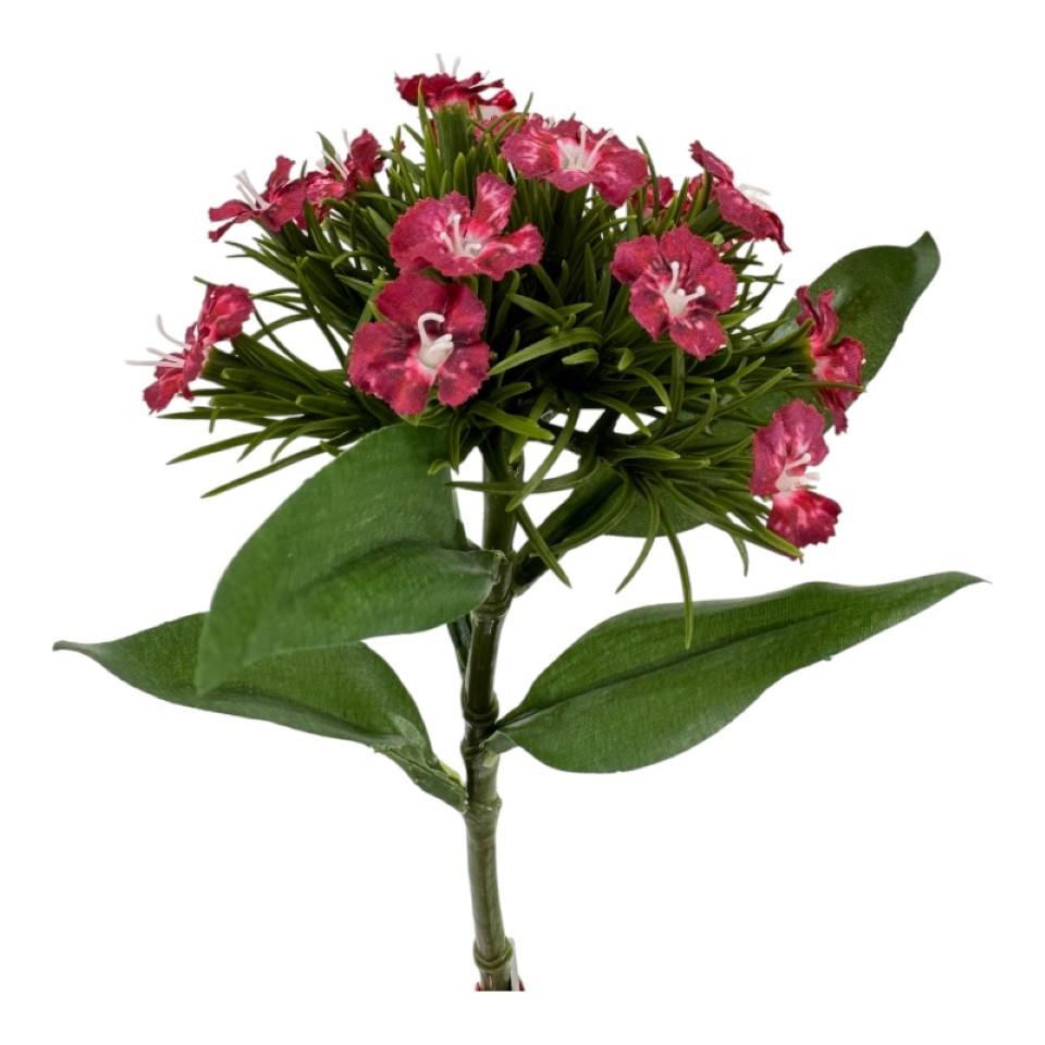 Dianthus Pick 30cm burgund