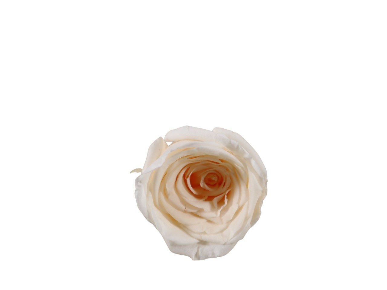 Rosenkopf konserviert H 5,5 cm D 6 cm beige NETTO