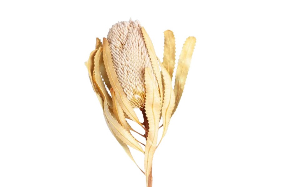 Banksia Hookerana D7-8 H12 L30cm natur