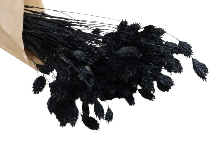 Poa Phalaris schwarz 069/P100gr.