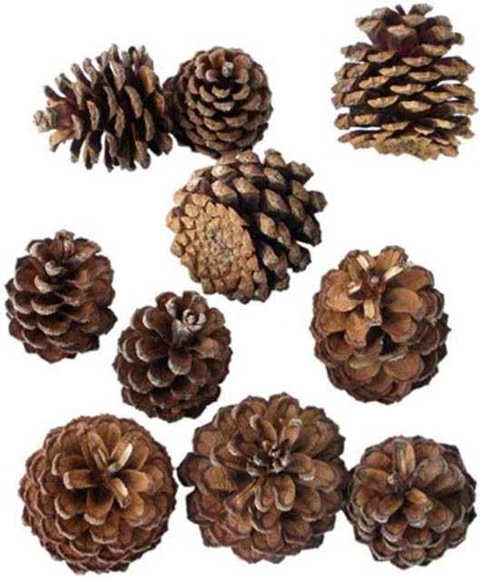 Zapfen Pinus Mugo D3-5cm natur 1kg