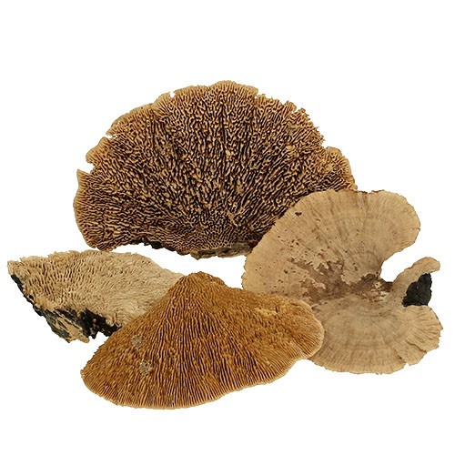 Baumschwamm B15-20H10-15cm 2,5kg natur