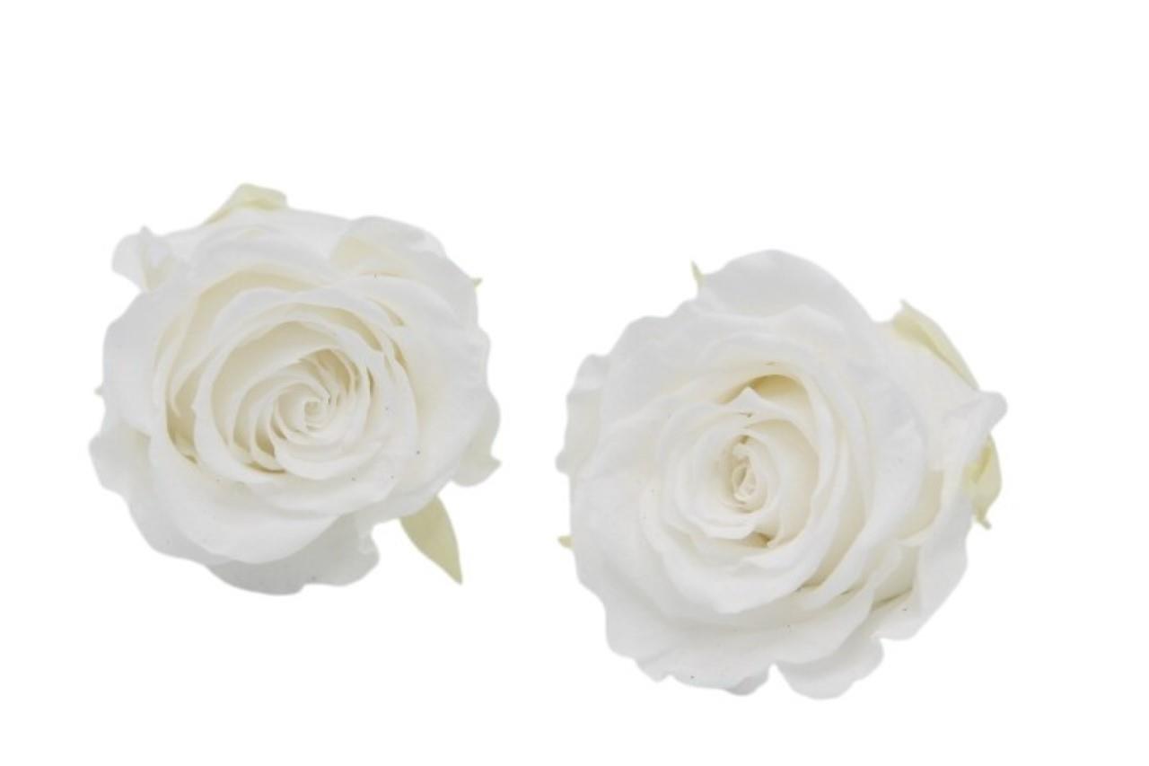 Rose stabilisiert H 5,5 cm D 5,5 cm White NETTO