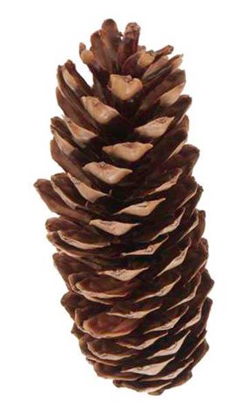 Zapfen Strobus 15/20 excelsa lackiert Original Zapfen Strobus 15/20 excelsa lackiert Original