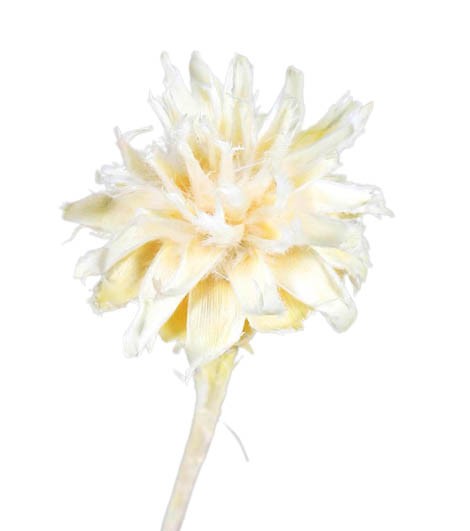 Leucospernum x1 gebleicht