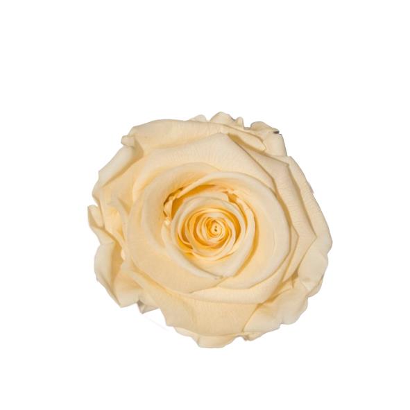Rose "Extra" stabilisiert chic Cahampgagne dk-cream NETTO Rose "Extra" stabilisiert chic Cahampgagne dk-cream NETTO