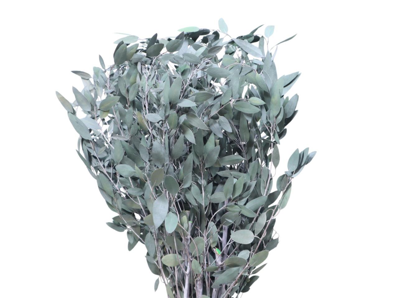 Eucalyptus Blätter Baby Blue grün 250gr. Eucalyptus Blätter Baby Blue grün 250gr.