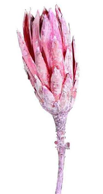 Protea Repens extra D5H10-12L25-30cm brombeer frosted