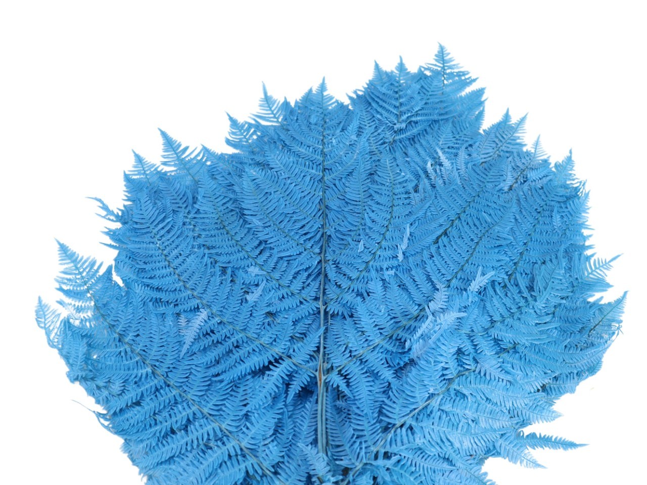 Bracken Farn hellblau 76/P