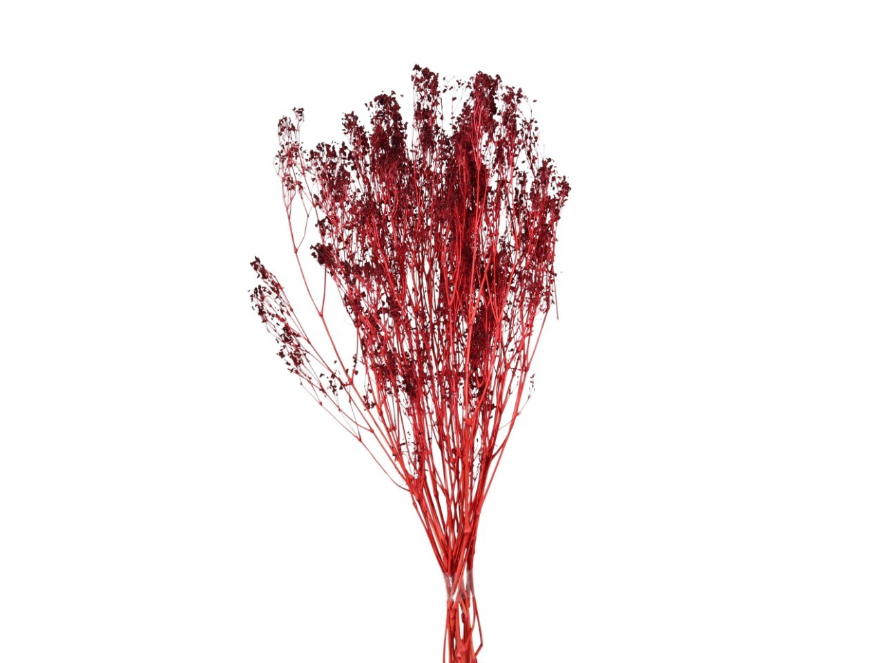 Gypsophila Paniculata bordeaux 100gr.