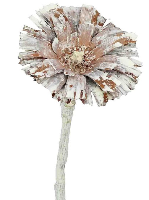 Protea geschnitten D6-7L20-25cm white washed