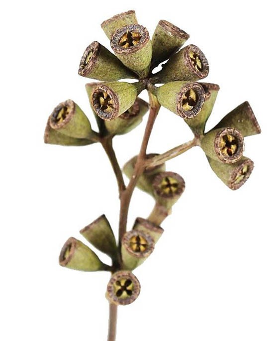 Eucalyptuskreuzzweig D2L35-40cm natur
