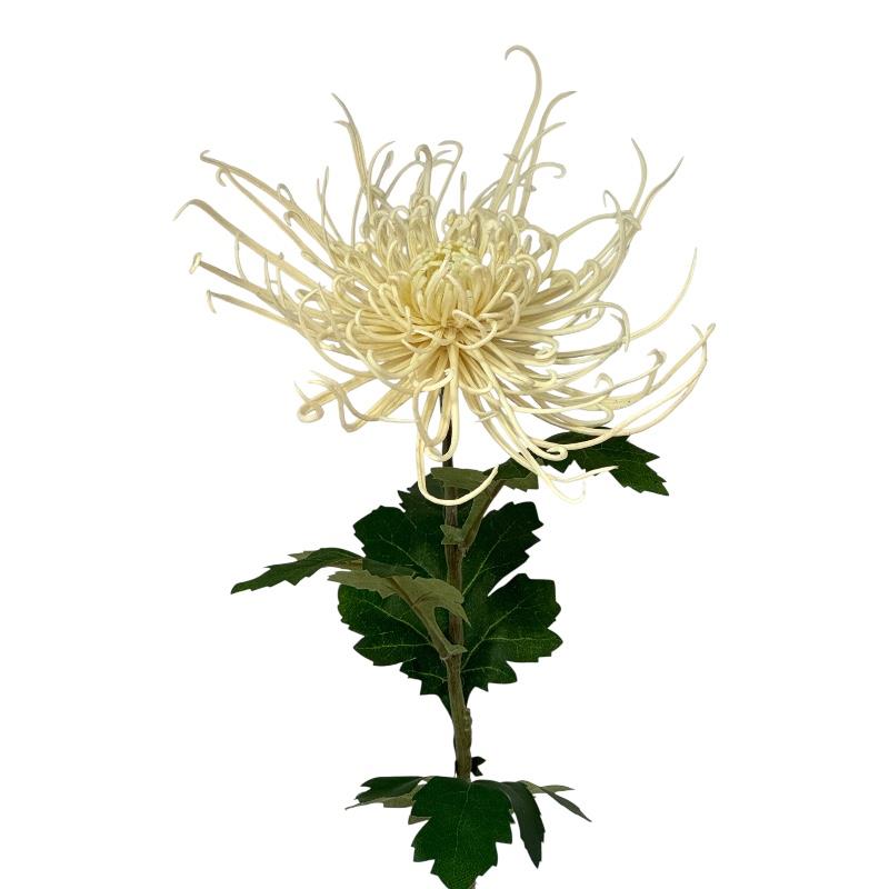Spinnenchrysantheme Kunststoff creme D23cmxH71cm